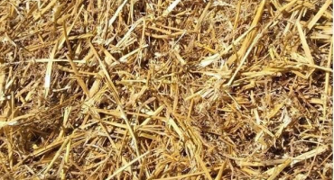 Výhody a nevýhody mulčování slámy, druhy a jak nejlépe používat